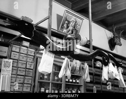 The photo shows a curved, painted wooden snake with paper bags hanging from it inside a historic pharmacy in Zwolle, the Netherlands. Behind it is a wall displaying a gaper portrait and a mounted deer head. The wall rack contains tin and glass jars filled with herbs, spices, and minerals. Taken in 1940, the image is part of an eight-photo series documenting Dutch pharmacies. Stock Photo