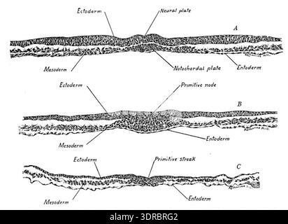 The illustration shows transverse sections of a chick embryo on the ...