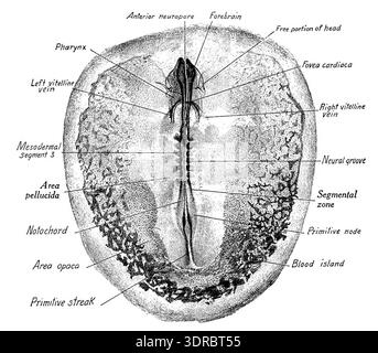 This image shows the embryonic development of a chick at two stages: 3 ...