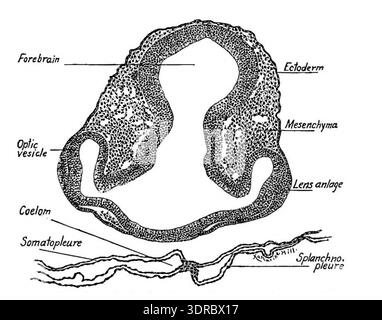 This image shows a transverse section of the forebrain and optic ...