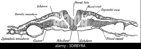This image shows the embryonic development of a chick at two stages: 3 ...