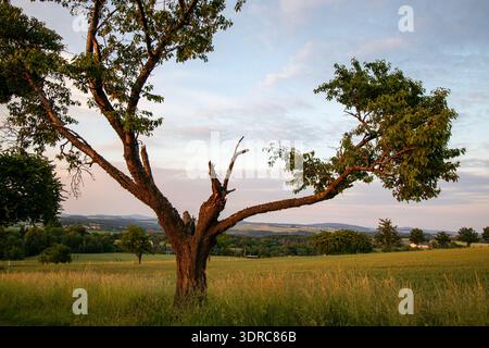 Single tree meadow field Stock Photo