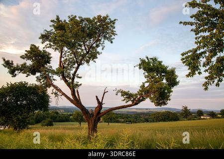 Single tree meadow field Stock Photo