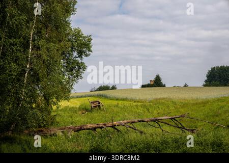Dead fallen tree in a meadow Stock Photo