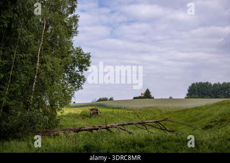 Dead fallen tree in a meadow Stock Photo