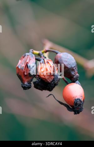 Dog rose Rosa canina, withered red rose hips in winter UK from scambling shrub has texture and shape deformation due to aging soft background Stock Photo