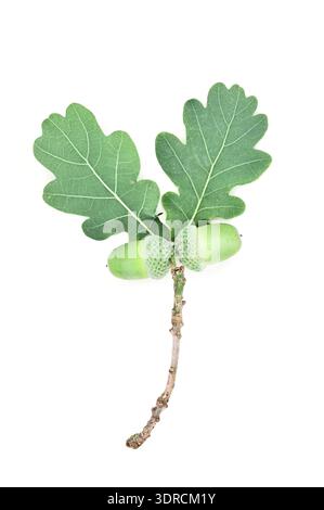 Twig of English oak tree with two fresh green acorns and two leaves Stock Photo