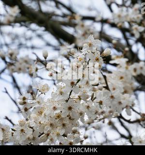 Blossom of the wild cherry in spring Stock Photo