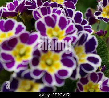 Spring flowers Stock Photo