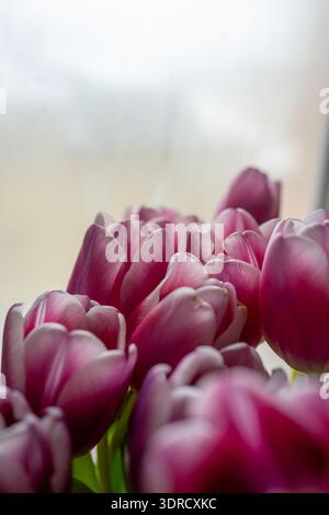 Pink tulip flower bouquet Closeup pink tulip petals showing texture and soft edges, shallow depth of field, Stock Photo