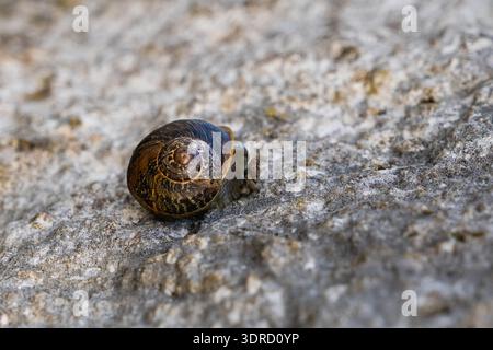 Small brown snail with spiral shell moving slowly across textured rock. Stock Photo