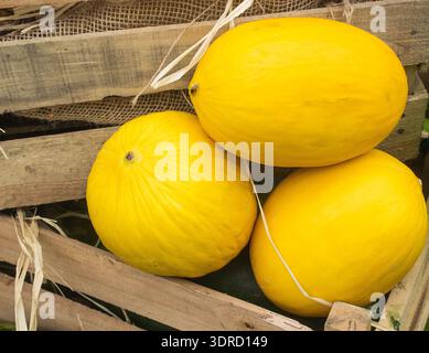Ripe melons in wooden box Stock Photo