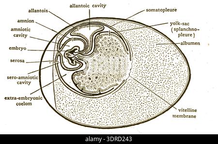 The illustration shows transverse sections of a chick embryo on the ...