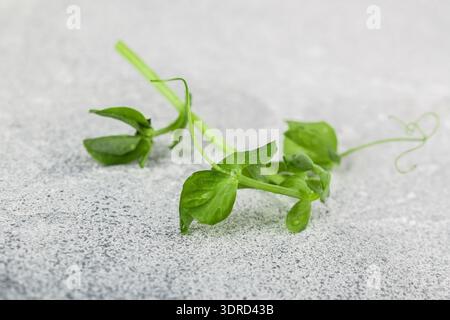Fresh sweet green pea sprout. Microgreen.  Selective focus Stock Photo