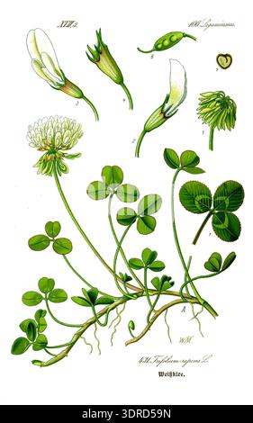 Trifolium repens, commonly known as white clover, photographed on June ...