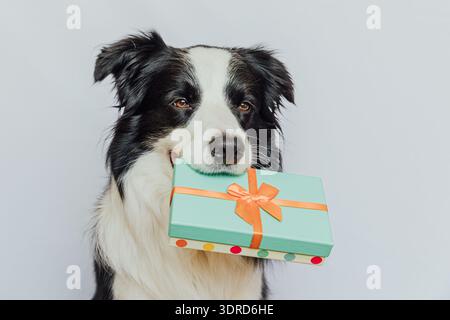 Puppy dog border collie holding green gift box in mouth isolated on white background. Christmas New Year Birthday Valentine cele Stock Photo