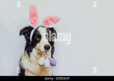Happy Easter concept. Preparation for holiday. Cute puppy dog border collie wearing bunny ears holding Easter colorful eggs in m Stock Photo