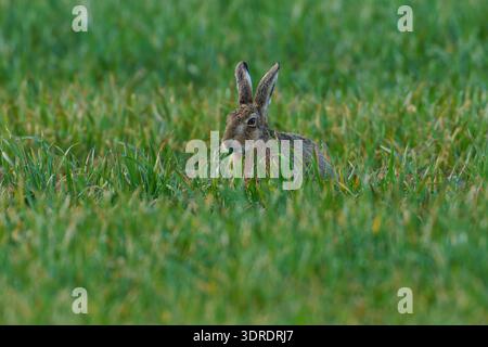 Brown  Hare- Lepus europaeus feeding on grass. Stock Photo