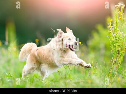 dog training  for obedience discipline with a golden retriever Stock Photo