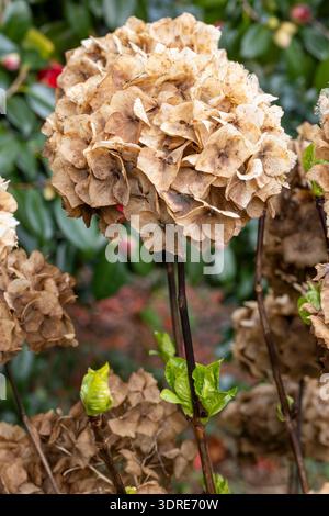 Dead flower head protecting new growth of Hydrangea from frost Stock Photo