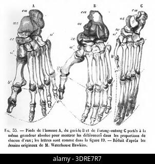 This work examines human anatomy as evidence of our evolutionary past ...