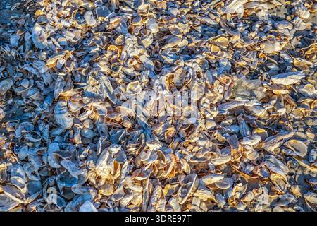 A pile of shells on the beach. The shells are scattered and some are broken. The scene is peaceful and serene Stock Photo