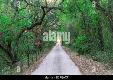 A road with trees on either side of it. The road is narrow and winding. The trees are green and leafy Stock Photo