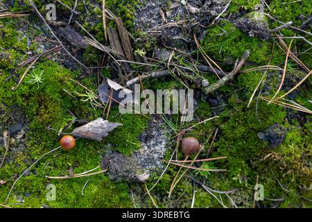 A detailed top-down view of a natural forest floor. The scene is rich with vibrant green moss, small wild mushrooms, fallen autumn leaves, pine needle Stock Photo