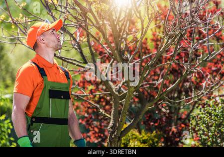 A gardener looks up at tree branches in a garden during the day. Bright sun shines through leaves. Stock Photo