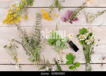 Set of medicinal plants, pills and oils, the concept of alternative medicine and natural cosmetics, background, mint, chamomile, Stock Photo