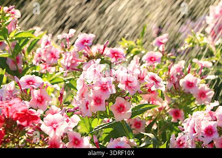 Abstract floral spring defocused background in pastel colors with soft focus and bokeh. Screen banner with flowers phlox in the Stock Photo