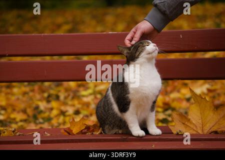 On a bench in a park, a man strokes a cat, which sits with its eyes closed, enjoying the touch Stock Photo