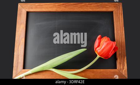 Red tulip flower on dark chalkboard. Greeting empty floral card mockup. Blank wooden frame with copy space Stock Photo