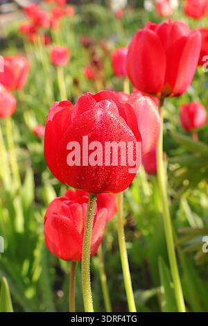 Delicate tulip flowers in the garden at dawn in drops of dew and light,Abstract floral spring defocused background in pastel col Stock Photo