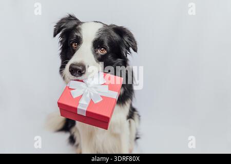 Puppy dog border collie holding red gift box in mouth isolated on white background. Christmas New Year Birthday Valentine celebr Stock Photo
