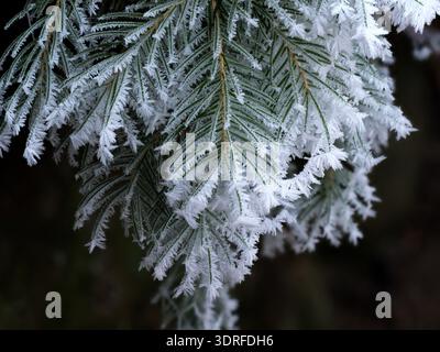 Close-up of evergreen coniferous branches covered in white hoarfrost and ice crystals on a freezing winter morning. Natural winter background Stock Photo