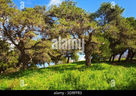 A beautiful landscape of a vibrant green hill with thick grass, yellow wildflowers, and old quaint pine trees on a sunny day in Malta in February. Stock Photo