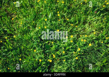 Top view of a lush meadow texture with green grass and blooming small yellow wildflowers in bright daylight. Malta. Stock Photo