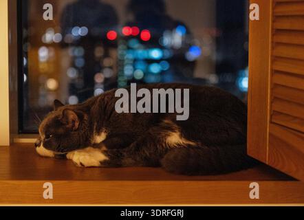 Close-up of a cute fluffy grey cat sleeping on a wooden windowsill. A sweet pet is lying on the apartment window. City lights in Stock Photo