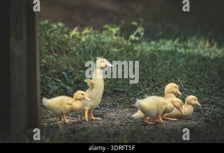 Close-up of five muscovy  ducklings (Cairina Moschata) walking out of a stable, low angle, atmospheric moody, matte effect, horizontal Stock Photo