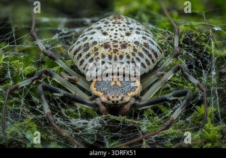 Extreme close up macro photography of a female Ornamental Tree Trunk Spider (Herennia multipuncta) resting on a silk web over green mossy tree bark Stock Photo