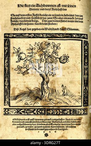 Woodcut illustration circa 1526 showing an old oak tree with leaves and three acorns, accompanied by a spider, a fly, and a worm from the right. The image is framed by an ornamental border featuring floral motifs on right and lower ends and angels on upper and left edges. Printed with German letterpress on the verso, this illustration was made for Lichtenberger's 'Practica und Pronostication', Mainz. The woodcut emphasizes natural details, symbolic elements, and decorative composition. Stock Photo