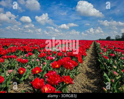 Vibrant tulip fields in the Netherlands under a bright blue sky with fluffy clouds Stock Photo