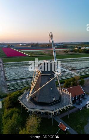 Stunning sunset over expansive tulip fields and a historic windmill in the Netherlands Stock Photo