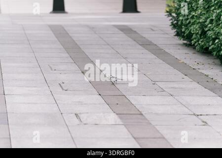 White Wagtail bird walking on paved sidewalk near green hedge in urban area Stock Photo