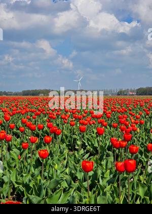 Vibrant tulip fields bloom in the Netherlands under a stunning blue sky Stock Photo