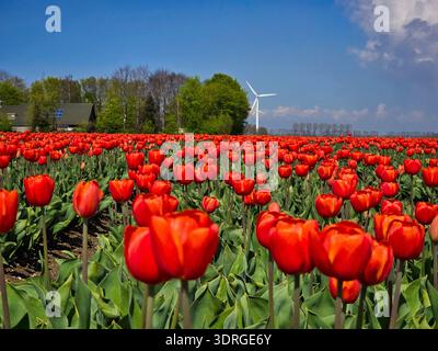 Vibrant red tulip fields under a blue sky in the Netherlands Stock Photo