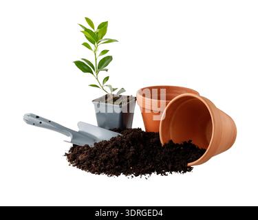 Gardening concept. Young growing small citrus tree, clay terracotta empty pots, black soil with humus and grey scoop isolated on white background. Stock Photo