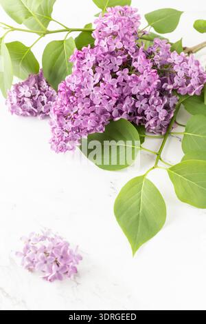 Beautiful lilac branch with violet flowers on white marble background. Spring floral card with copy space. Stock Photo