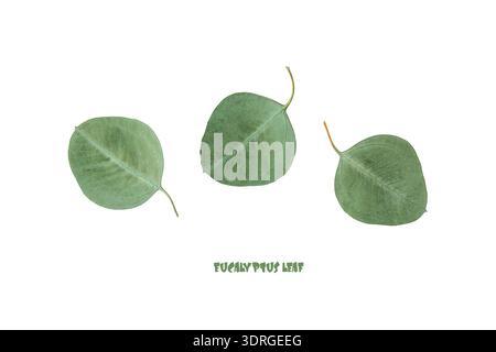 Natural green silver dollar eucalyptus leaves isolated on white background Stock Photo